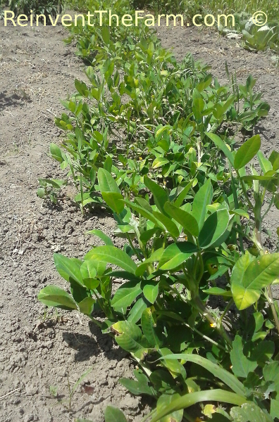 Peanut plants flowering