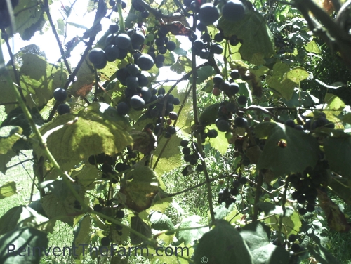 Concord grapes on one of the Grapelines