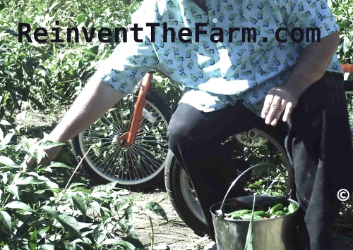 Riding the 3 wheeled Personal Picker while picking peppers