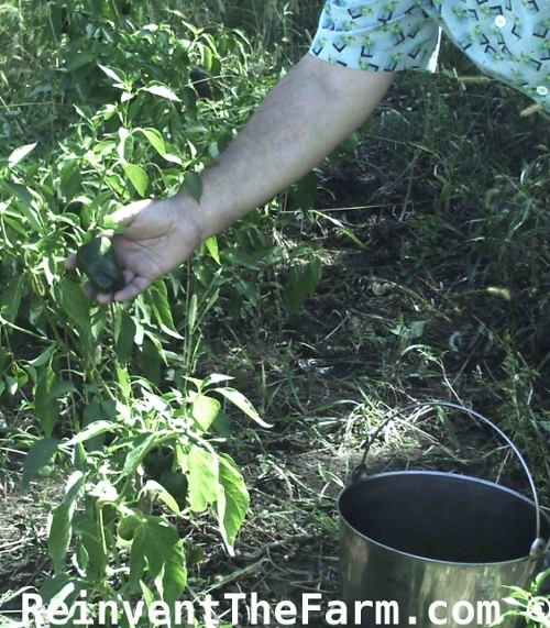 Picking Poblano Peppers