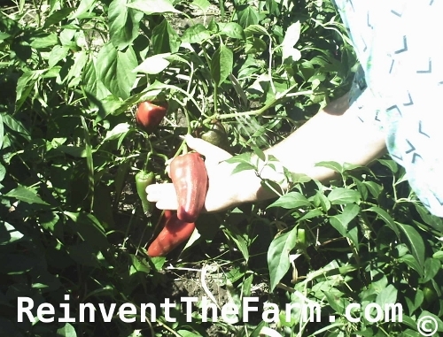 Picking Long Tall Sally Sweet Peppers