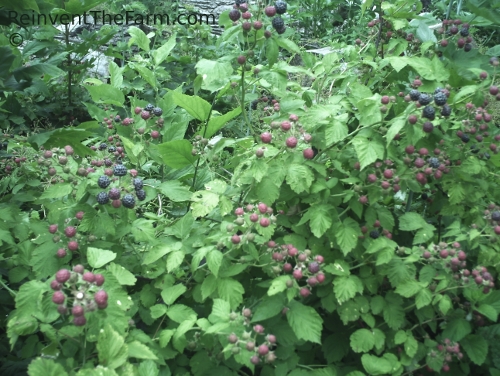 Rubus occidentalis silvis