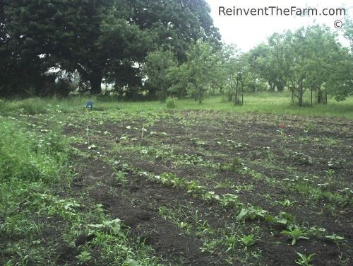 Sweet Potato plants just started